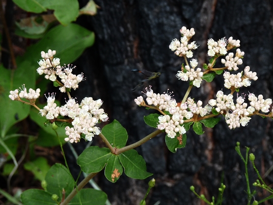 {Eriogonum tomentosum}